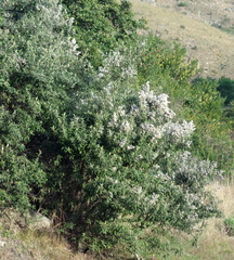 Tarchonanthus littoralis