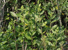 Burchellia bubalina