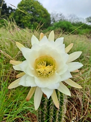 Trichocereus schickendantzii