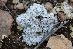 Squamarina lentigera