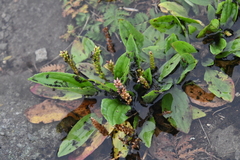 Plantago depressa