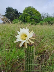 Trichocereus schickendantzii
