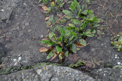 Plantago depressa