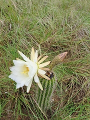 Trichocereus schickendantzii