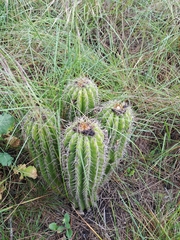 Trichocereus schickendantzii