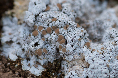 Squamarina lentigera