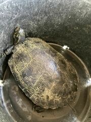 Pseudemys concinna suwanniensis