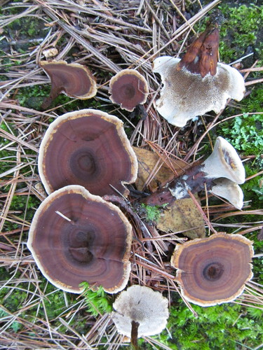 Observations by psc_amc · iNaturalist