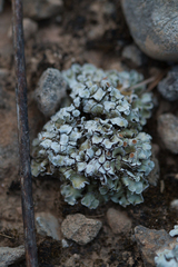 Squamarina cartilaginea