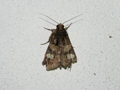 Melipotis famelica