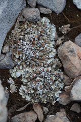 Squamarina cartilaginea