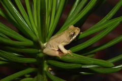 Hyperolius marmoratus marmoratus