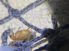 Scolypopa australis