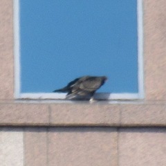 Cathartes aura septentrionalis