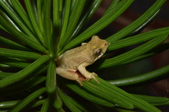 Hyperolius marmoratus marmoratus