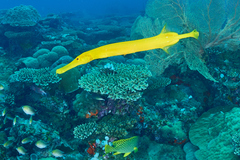 Aulostomus chinensis