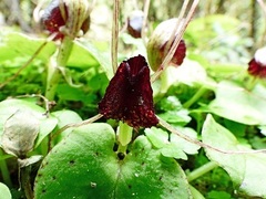 Corybas iridescens