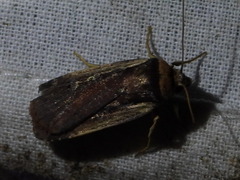 Ochropleura