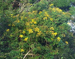 Senecio brachypodus