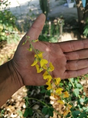 Crotalaria longirostrata