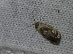Cochylina