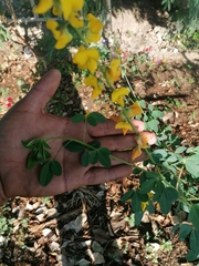 Crotalaria longirostrata