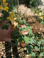 Crotalaria longirostrata