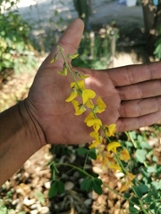 Crotalaria longirostrata