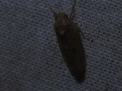 Ponana quadralaba