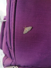 Herpetogramma phaeopteralis