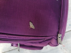 Herpetogramma phaeopteralis