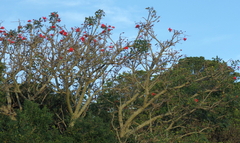 Erythrina caffra