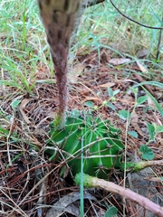 Echinopsis oxygona