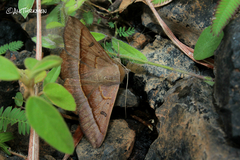 Eulepidotinae