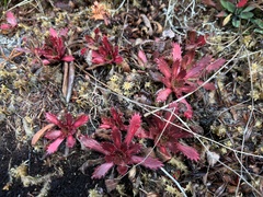 Micranthes petiolaris