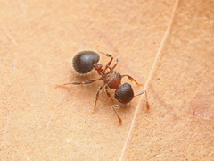 Meranoplus bicolor