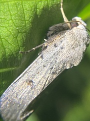 Proteuxoa hypochalchis