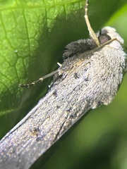 Proteuxoa hypochalchis