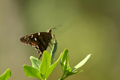 Urbanus proteus proteus