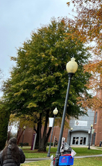 Quercus