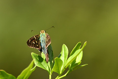 Urbanus proteus proteus