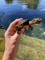Sternotherus minor