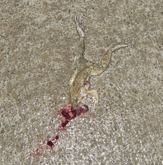 Limnonectes kadarsani