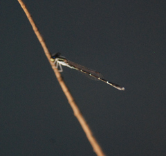 Agriocnemis splendidissima