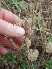 Physalis neomexicana