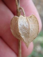 Physalis neomexicana
