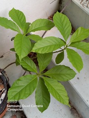 Persea americana
