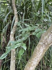 Millettia pinnata