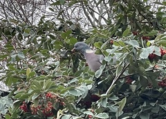 Columba palumbus