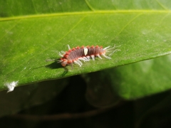 Rhetus arcius thia